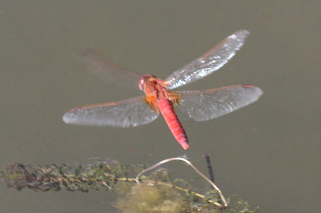 Crocothemis erythraea ♀, Eiablage (männchenfarbig), D03.1 Bebra, Kiesgruben Nr. 1, 12.08.13 2, A. Werner