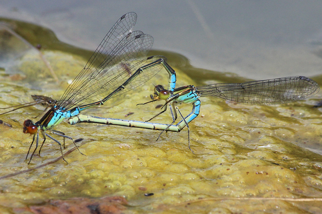 Erythromma viridulum, Paar, D10 NSG Alte Fulda bei Blankenheim, 28.06.12, A. Werner