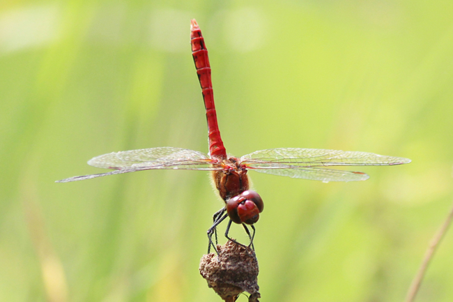 Sympetrum sanguineum ♂, D10 NSG Alte Fulda bei Blankenheim, 21.08.12-1, A. Werner