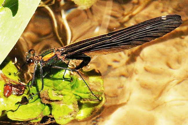 Calopteryx virgo ♀, Eiablage, I13 Bad Hersfeld, Hüttenbachtal, 26.05.12, H. Eigenbrod