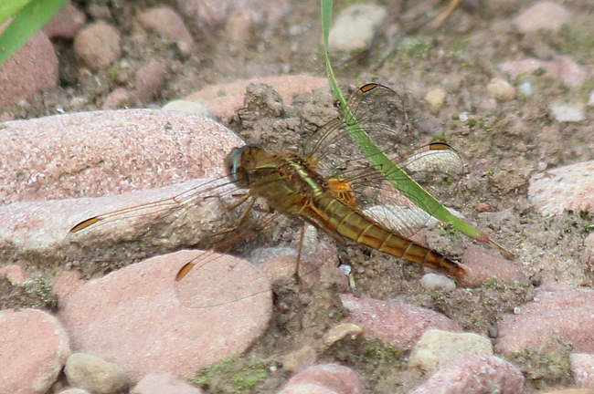 Crocothemis erythraea ♀, D10 NSG Alte Fulda bei Blankenheim, 07.07.12, A. Werner