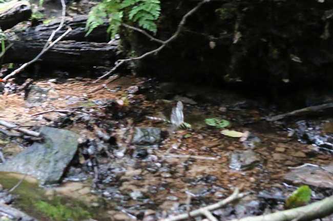 Cordulegaster bidentata ♂, A13 Licherode, Trombach, 02.08.14-3, A. Werner (1) (1) (1)