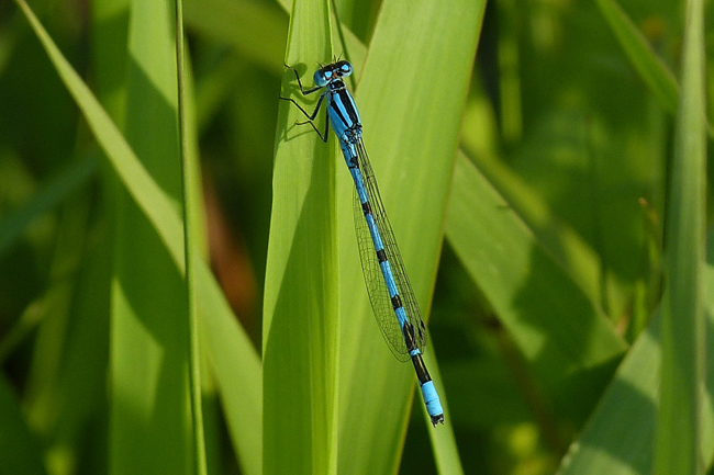 Enallagma cyathigerum ♂, J02 Kerspenhausen, Fuldaaue (ehem. Kiesgewässer), 27.08.13, G. Koska