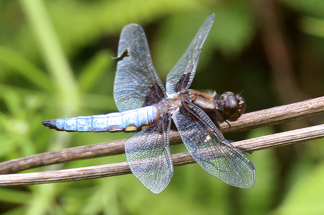 Libellula depressa ♂, NSG Unterm Siegel bei Bebra (Flachgewässer), 16.06.11, A. Werner