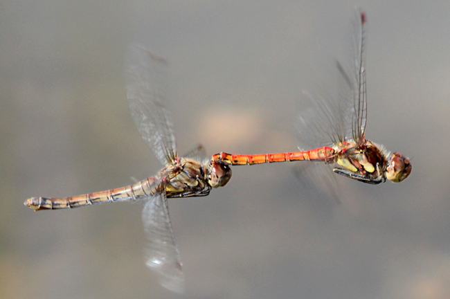 Sympetrum striolatum Paar, D02 Bebra, Fuldaaue, Gestaltete Kleingewässer, 18.09.12, A. Werner