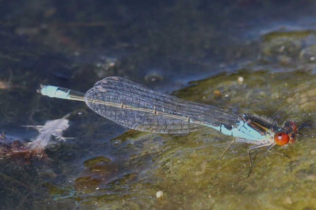 Erythromma Viridulum ♂, D33 Bebra, Kiesabbau, 07.10.22, Beleg Letztnachweis, A. Werner