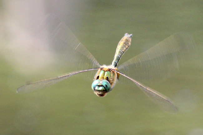 Cordulia aenea ♂, D13 NSG Ulfewiesen bei Weiterode, 23.05.12-1, A. Werner