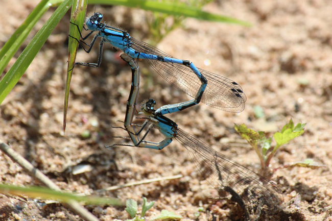 Enallagma cyathigerum Paar, beide bläulich, D10 NSG Alte Fulda bei Blankenheim, 19.05.12, A. Werner