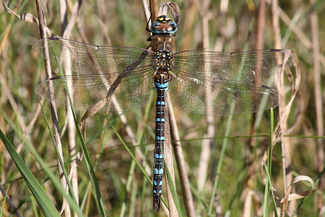 Aeshna mixta ♂, D13 NSG Ulfewiesen bei Weiterode (Weiher), 29.09.13, A. Werner