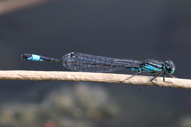 Ischnura elegans ♂ Beleg LB, D03.1 Bebra, Kiesgruben Nr. 1 (Abbau beendet), 20.10.14, A. Werner