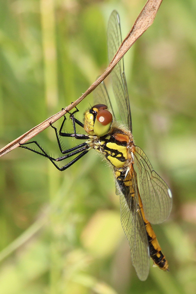 Sympetrum danae ♀ jung, D13 NSG Ulfewiesen bei Weiterode (gestaltetes Kleingewässer), 27.07.13-1, A. Werner