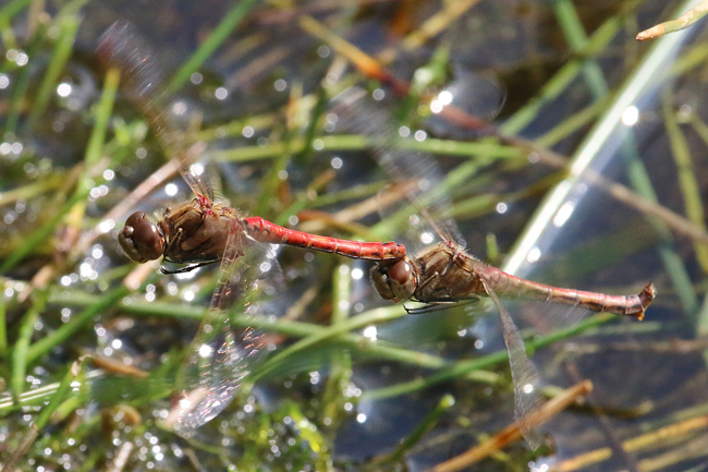 Sympetrum vulgatum Paar Eiablage, D08 Breitenbach, Der Heilige Rain, 16.09.14, A. Werner