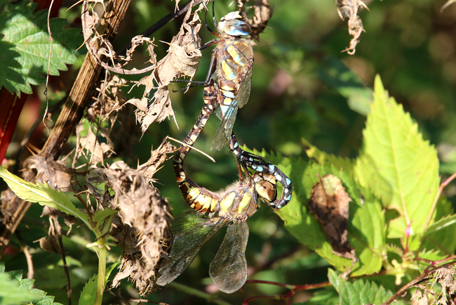 Aeshna mixta Paar Beleg LB, D03.1 Bebra, Kiesgruben Nr. 1, 15.10.14, A. Werner