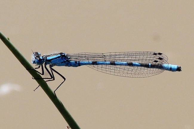 Enallagma cyathigerum ♂, D02 Bebra, Fuldaaue (gestaltete Kleingewässer), 20.05.12, A. Werner