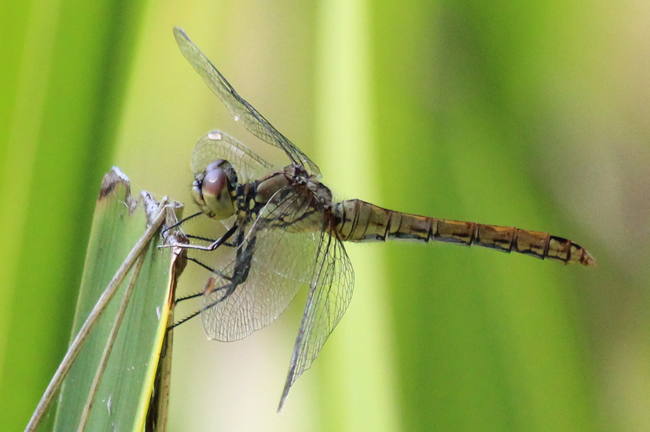 Sympetrum sanguineum ♀ ad., D21 Lüdersdorf Lehmbach (Fischteiche), 06.08.12, A. Werner