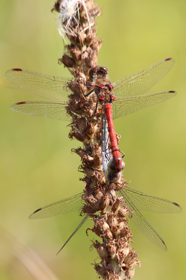 Sympetrum striolatum Paar, D03.1 Bebra, Kiesgruben Nr. 1, 04.09.12-1, A. Werner