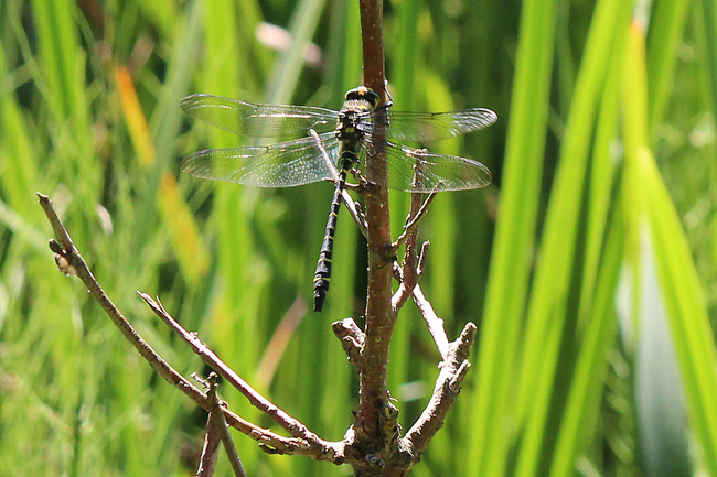 Cordulegaster boltonii ♂, D21 Lüdersdorf. Lehmbachtal (Fischteiche), 02.08.13-2, A. Werner