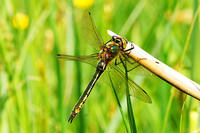 Cordulia aenea ♀, I06 Malkomes (Lämmerteiche), 11.05.12-1, H. Eigenbrod