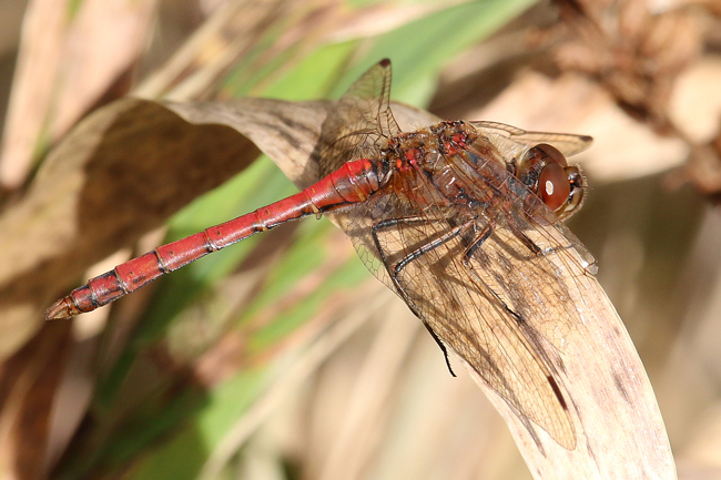 Sympetrum vulgatum ♂, D03.1 Bebra, Kiesgruben Nr. 1-3, Nr. 1, 15.10.14, A. Werner