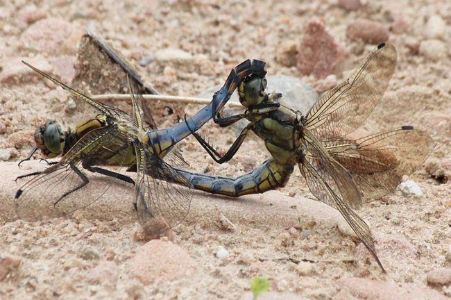 Orthetrum cancellatum, Paar, D10 NSG Alte Fulda bei Blankenheim, 06.07.12, A. Werner