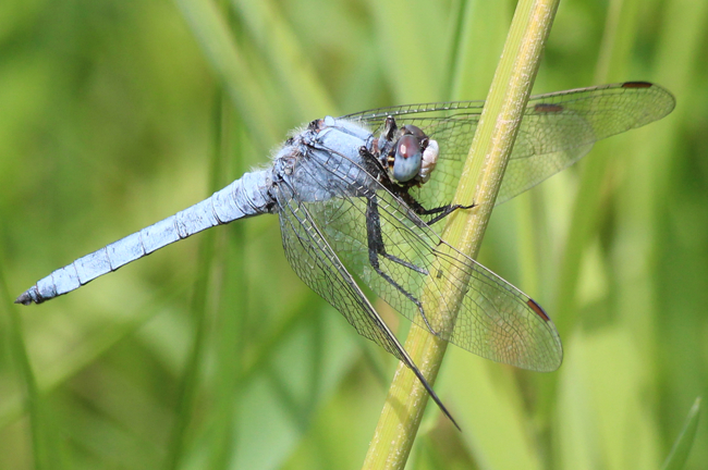 Orthetrum brunneum ♂, F05 Meckbach, Die Nassen Wiesen (gestaltetes Kleingewässer), 20.07.13, A. Werner