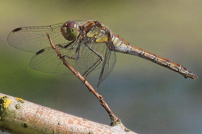 Sympetrum striolatum ♀, B02 Braach, Gudebach, 07.09.12, A. Werner