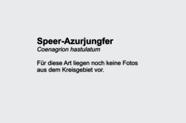 Speer Azurjungfer