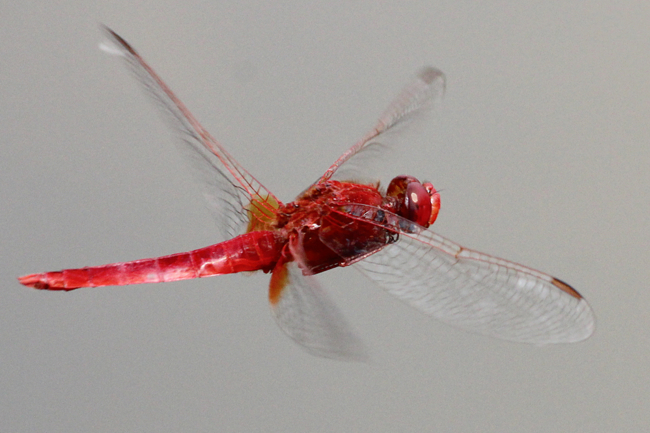 Crocothemis erythraea ♂, D02 Bebra, Fuldaaue (gestaltete Kleingewässer), 24.07.13-3, A. Werner