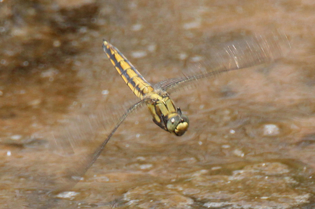 Orthetrum cancellatum ♀, Eiablage, A08 Baumbach, Fulda (Renaturierung), 28.05.11, A. Werner