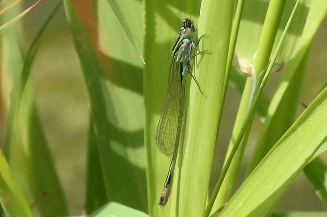 Ischnura elegans ♂ jung., D05 Blankenheim, Fuldaaue (Seitengerinne), 19.07.11, A. Werner