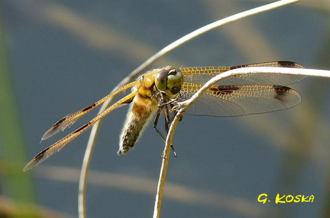 Libellula quadrimaculata, H01, Friedwald, Steinbruchgewässer, 04.06.13, G. Koska