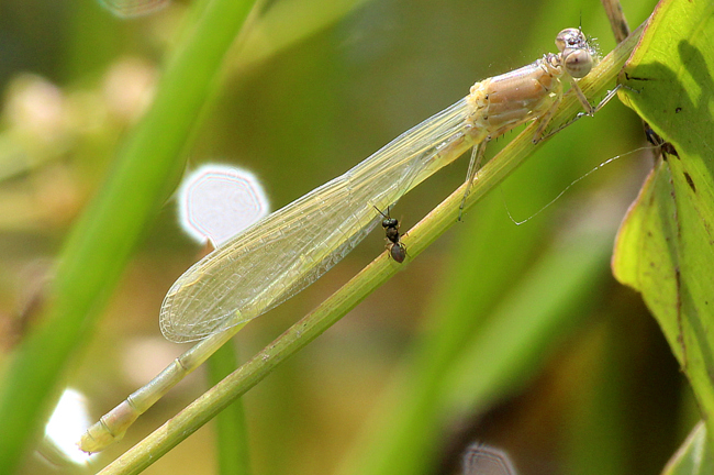 Ischnura elegans ♀ jung, D02 Bebra, Fuldaaue (gestaltetes Kleingewässer), 30.07.12, A. Werner