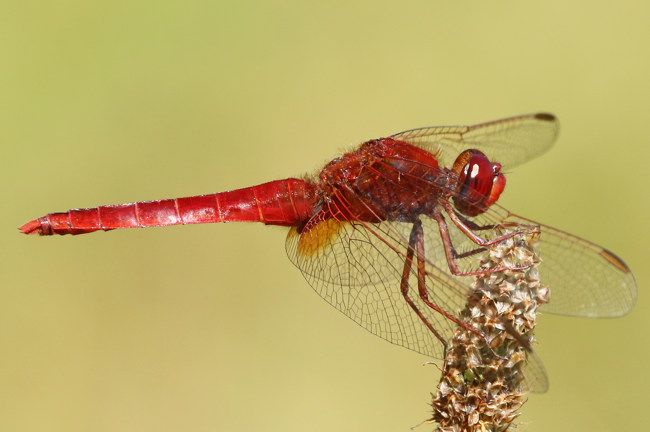 Crocothemis erythraea ♂, B05 Lispenhausen, Kiesgruben, 06.07.15, A. Werner