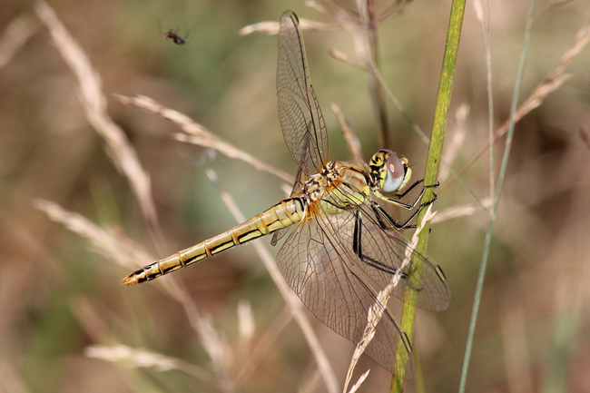 Sympetrum fonscolombii ♀, D02 Bebra, Fuldaaue (gestaltete Kleingewässer), 04.09.12-2, A. Werner