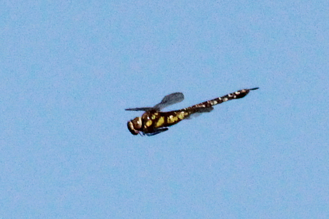 Herbst Mosaikjungfer ♀, G05 Raßdorf, Inselsteich, 08.09.13, A. Werner