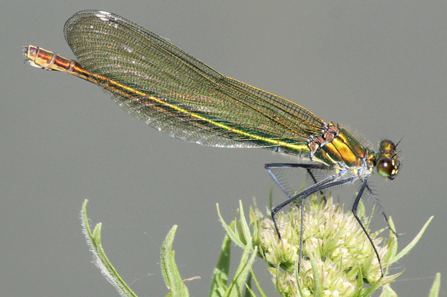 Calopteryx splendens ♀, F16 Friedlos, Kiesgruben Nr. 2, 17.06.13, A. Werner