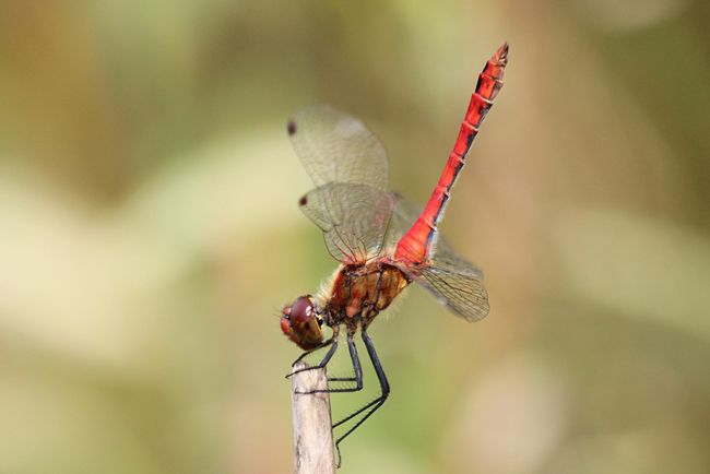 Sympetrum sanguineum ♂, D10 NSG Alte Fulda bei Blankenheim, 21.08.12-2, A. Werner