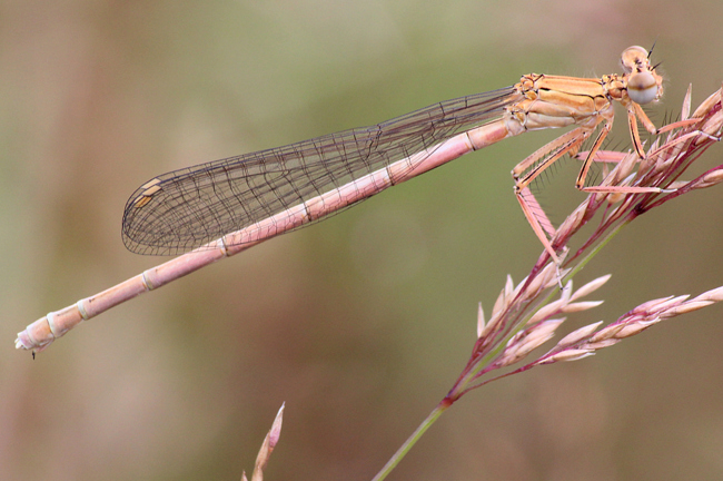 Platycnemis pennipes ♀, rötliche Variante, D02 Bebra, Fuldaaue (gestaltete Kleingewässer), 19.07.12, A. Werner