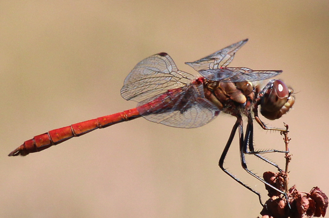 Sympetrum vulgatum ♂, D02 Bebra, Fuldaaue (gestaltete Kleingewässer), 01.08.13, A. Werner