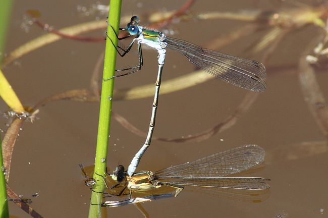 Lestes sponsa, Paar Eiablage, A06 Hergershausen, (Tongrube), 23.07.12 3, A. Werner