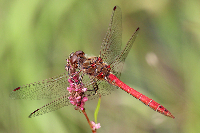 Sympetrum vulgatum ♂, D05 Blankenheim Fuldaaue (gestaltetes Seitengerinne), 06.08.11-2, A. Werner