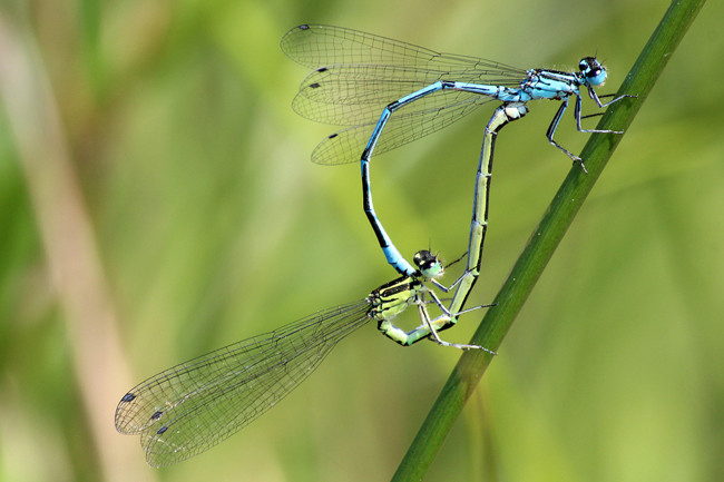 Coenagrion puella Paar, ♀ grünlich, D14 NSG Unterm Siegel bei Bebra, 23.05.12, A. Werner