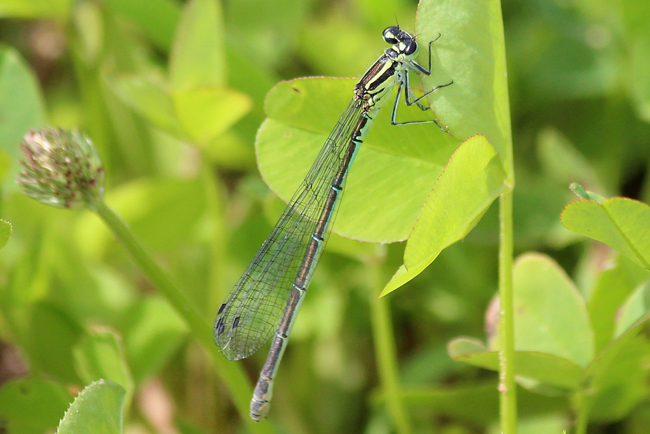 Coenagrion puella ♀, D05 Blankenheim, Fuldaaue (Seitengerinne), 10.06.12, A. Werner