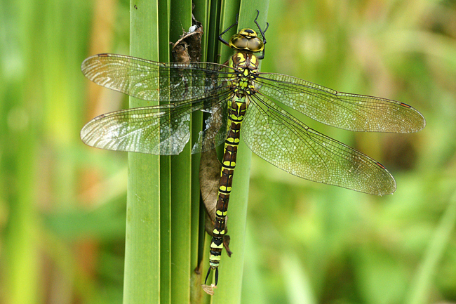 Aeshna cyanea ♀, T02 Harnrode Werraaue (Kleingewässer), 25.09.13, M. Lesch