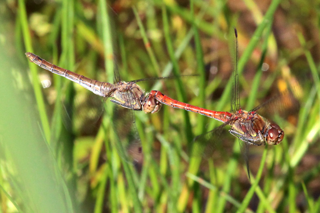 Sympetrum striolatum Paar, Eiablage, D13 NSG Ulfewiesen bei Weiterode (Flur Aue), 28.09.15, A. Werner