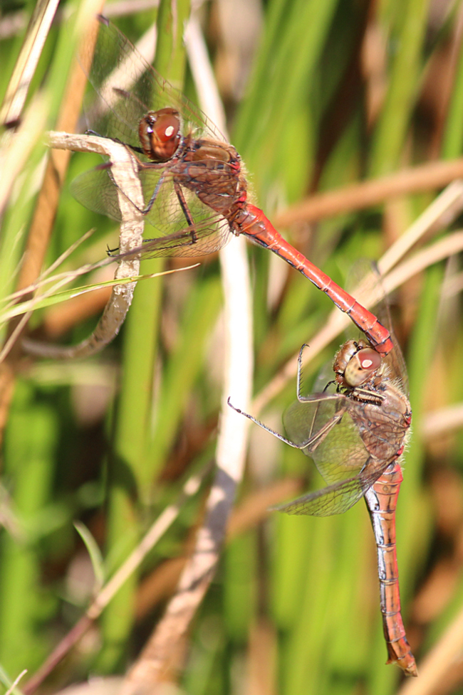 Sympetrum vulgatum Paar, B01 Atzelrode, Kleingewässer, 30.09.13-1, A. Werner