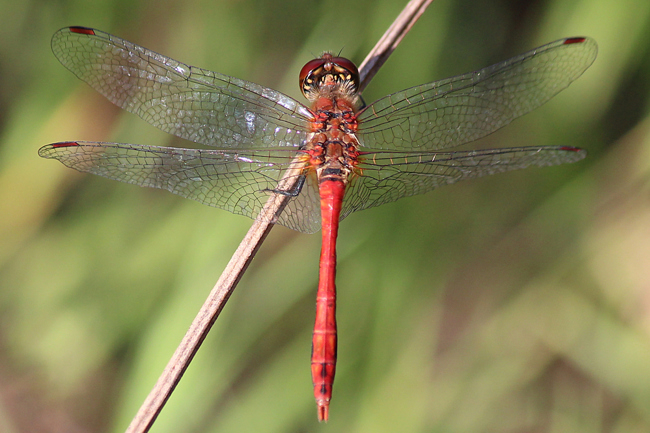 Sympetrum sanguineum ♂, D10 NSG Alte Fulda bei Blankenheim, 29.08.12, A. Werner