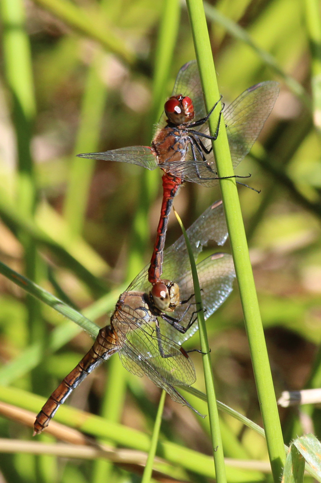 Sympetrum sanguineum Paar, D21 Lüdersdorf, Lehmbachtal (Fischteiche), 04.09.13-1, A. Werner