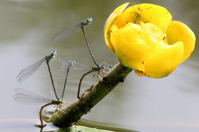 Platycnemis pennipes Paare, D21 Lüdersdorf, Lehmbachtal (Fischteiche), 03.07.12, A. Werner