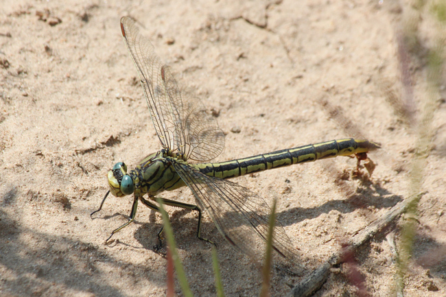 Gomphus pulchellus ♀, D10 NSG Alte Fulda bei Blankenheim, 24.07.13, A. Werner